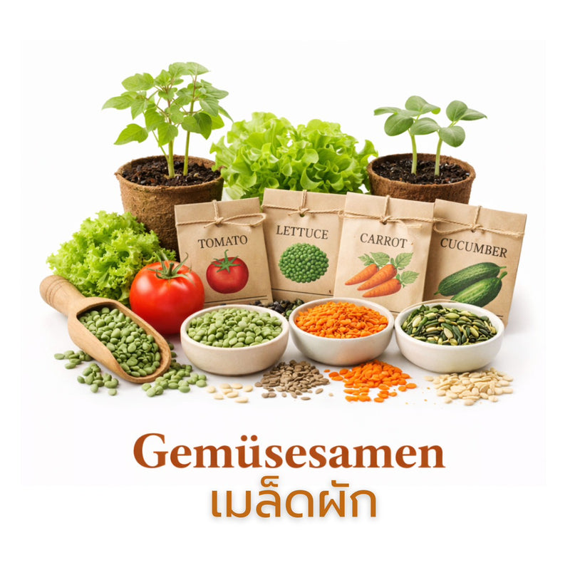Gemüsesamen เมล็ดผัก