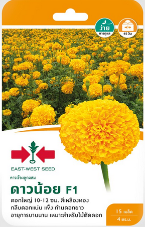 Groß Thai  Studentenblumen Samen  20 Samen  / เมล็ดพันธุ์ดอกดาวเรืองจัมโบ้ 20 เมล็ด