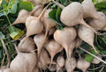 Thai Premium Jicama (Yambohne) Samen - Pachyrhizus erosus  (เมล็ดพันธุ์มันแกว)