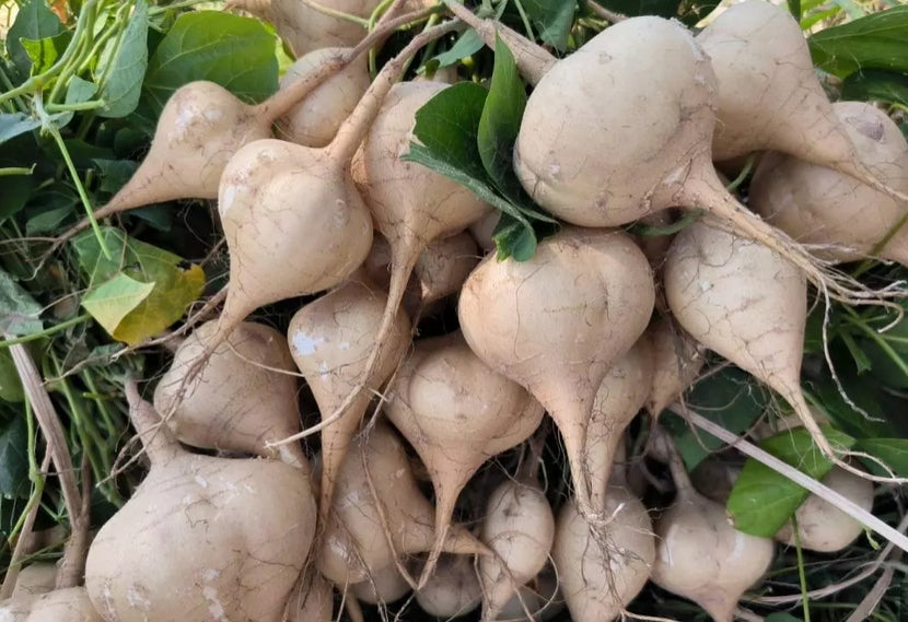 Thai Premium Jicama (Yambohne) Samen - Pachyrhizus erosus  (เมล็ดพันธุ์มันแกว)