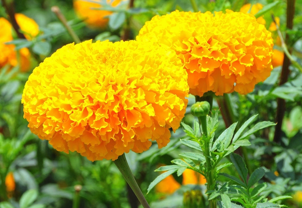 Groß Thai  Studentenblumen Samen  20 Samen  / เมล็ดพันธุ์ดอกดาวเรืองจัมโบ้ 20 เมล็ด