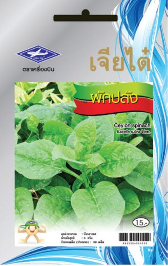 Chia Tai Malabarspinat (Indischer Spinat/Ceylon spinach) Samen - Basella alba (เจียไต๋ เมล็ดพันธุ์ผักปลัง)