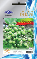 Chia Tai Turkey Berry (Pea eggplant) Samen -Solanum torvum / เจียไต๋ เมล็ดมะเขือพวง