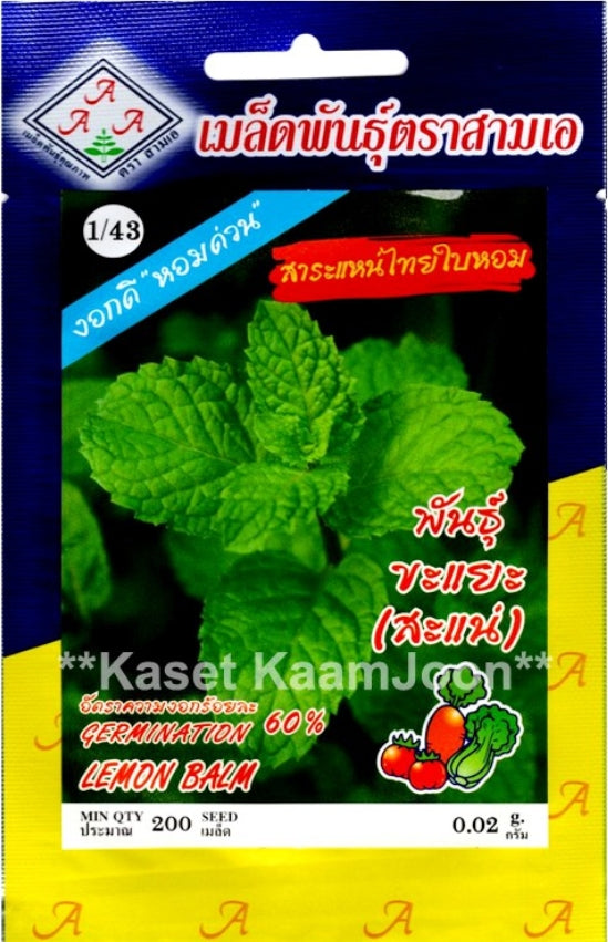 AAA Thailändische Minze Samen - Mentha cordifolia / เมล็ดพันธุ์สาระแหน่ไทยใบหอม