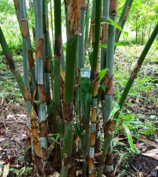 Bambus Samen - Bambusa sp./ เมล็ดพันธุ์ไผ่กาบแดง