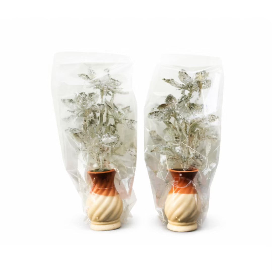 Traditioneller thailändischer silberner Lotusblüten-Zweig (ohne Vase) / ดอกบัวเงินไม่รวมแจกัน